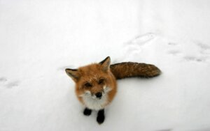 Rating: Safe Score: 0 Tags: 16:10 ambiguous_gender black_body black_fur black_lips black_nose brown_eyes canid canine e621 feral fox fur grandfathered_content high-angle_view inner_ear_fluff leg_markings lips long_mouth looking_at_viewer looking_up mammal markings no_sclera orange_body orange_fur outside paws photography_(artwork) pupils real red_fox slit_pupils snout snow socks_(marking) solo true_fox tuft unknown_artist wallpaper whiskers white_body white_fur widescreen winter User: bunchy7s