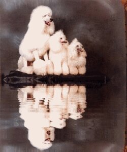 Rating: Safe Score: 0 Tags: ambiguous_gender animated animated_gif canid canine canis continental_clip domestic_dog e621 feral grandfathered_content group mammal modern_clip poodle reflection short_playtime unknown_artist water User: bunchy7s