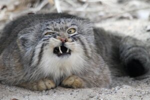 Rating: Safe Score: 0 Tags: ambiguous_gender dipstick_tail disgruntled e621 fangs felid feline feral grandfathered_content hi_res looking_at_viewer mammal markings pallas's_cat photography_(artwork) reaction_image real snow solo tail tail_markings teeth unknown_artist User: bunchy7s Rating: Safe Score: 0 Tags: ambiguous_gender dipstick_tail disgruntled e621 fangs felid feline feral grandfathered_content hi_res looking_at_viewer mammal markings pallas's_cat photography_(artwork) reaction_image real snow solo tail tail_markings teeth unknown_artist User: bunchy7s