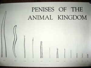 Rating: Explicit Score: 0 Tags: 4:3 anatomically_correct anatomically_correct_genitalia anatomically_correct_penis animal_genitalia animal_penis aquatic bovid bovine bovine_genitalia bovine_penis canid canine canine_genitalia canine_penis canis caprine caprine_genitalia caprine_penis cattle cetacean cetacean_genitalia cetacean_penis disembodied_penis domestic_dog domestic_pig e621 elephant elephant_penis elephantid english_text equid equine equine_genitalia equine_penis erection genitals giraffe giraffe_genitalia giraffe_penis giraffid goat group hi_res horse human humanoid_genitalia humanoid_penis hyaenid_penis hyena male mammal penis porcine_penis proboscidean suid suine sus_(pig) tapering_penis text unknown_artist urethral_process whale User: bunchy7s