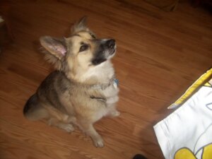 Rating: Safe Score: 0 Tags: 4:3 ambiguous_gender black_nose brown_eyes canid canine canis collar collar_only countershade_tail countershading domestic_dog e621 feral floor german_shepherd grandfathered_content herding_dog heymama555 looking_up mammal nude pastoral_dog photography_(artwork) quadruped real sheepdog shetland_sheepdog sitting solo tail wood wood_floor User: bunchy7s