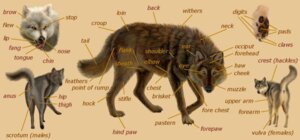 Rating: Explicit Score: 0 Tags: anatomically_correct anatomically_correct_genitalia anatomically_correct_vulva animal_genitalia animal_vulva canid canine canine_genitalia canine_vulva canis e621 ebon_lupus english_text female feral genitals male mammal multiple_images northwestern_wolf quadruped reference_guide solo tail text vulva wolf User: bunchy7s Rating: Explicit Score: 0 Tags: anatomically_correct anatomically_correct_genitalia anatomically_correct_vulva animal_genitalia animal_vulva canid canine canine_genitalia canine_vulva canis e621 ebon_lupus english_text female feral genitals male mammal multiple_images northwestern_wolf quadruped reference_guide solo tail text vulva wolf User: bunchy7s