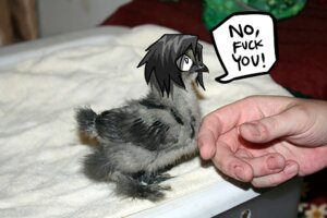 Rating: Questionable Score: 0 Tags: ambiguous_gender angry arrwulf avian beak bird black_hair dialogue disembodied_hand duo e621 english_text feral hair humor low_res reaction_image real shopped solo_focus speech_bubble text third-party_edit User: bunchy7s Rating: Questionable Score: 0 Tags: ambiguous_gender angry arrwulf avian beak bird black_hair dialogue disembodied_hand duo e621 english_text feral hair humor low_res reaction_image real shopped solo_focus speech_bubble text third-party_edit User: bunchy7s