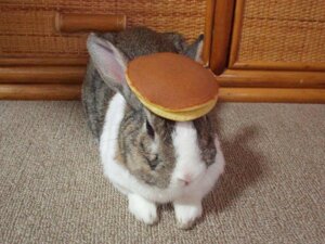 Rating: Safe Score: 0 Tags: 2010 4:3 ambiguous_gender archived_source brown_body brown_fur carpet daww domestic_pet domestic_rabbit dorayaki dutch_rabbit e621 feral food fur furniture grandfathered_content hironori_akutagawa icon inside lagomorph leporid male_(lore) mammal meme multicolored_body multicolored_fur oolong_the_rabbit oryctolagus pancake pancake_on_head photography_(artwork) rabbit reaction_image real real_world solo two_tone_body two_tone_fur what whiskers white_body white_fur wood wood_furniture User: bunchy7s Rating: Safe Score: 0 Tags: 2010 4:3 ambiguous_gender archived_source brown_body brown_fur carpet daww domestic_pet domestic_rabbit dorayaki dutch_rabbit e621 feral food fur furniture grandfathered_content hironori_akutagawa icon inside lagomorph leporid male_(lore) mammal meme multicolored_body multicolored_fur oolong_the_rabbit oryctolagus pancake pancake_on_head photography_(artwork) rabbit reaction_image real real_world solo two_tone_body two_tone_fur what whiskers white_body white_fur wood wood_furniture User: bunchy7s
