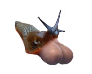 Rating: Explicit Score: 0 Tags: bbw big_breasts breasts female gastropod gooey milf mollusc rule34 slimey slug snail solo_feral the_coolest_image_ever voluptuous what User: bunchy7s