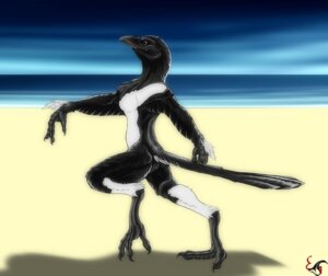 Rating: Safe Score: 0 Tags: anthro avian beach beak biped bird black_body black_feathers breasts claws corvid detailed_background e621 equalicus eurasian_magpie feathers female holarctic_magpie magpie_(corvid) non-mammal_breasts nude nude_beach oscine outside passerine sand sea seaside shadow side_view sky solo standing tail tail_feathers toe_claws walking water white_body white_feathers User: bunchy7s