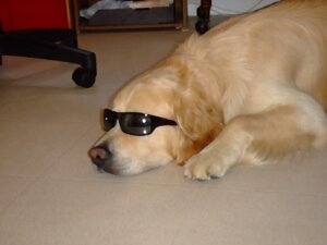 Rating: Safe Score: 0 Tags: 2013 4:3 canid canine canis chair domestic_dog e621 eyewear feral floor furniture grandfathered_content hi_res male mammal maxime-jeanne photo solo sunglasses User: bunchy7s Rating: Safe Score: 0 Tags: 2013 4:3 canid canine canis chair domestic_dog e621 eyewear feral floor furniture grandfathered_content hi_res male mammal maxime-jeanne photo solo sunglasses User: bunchy7s