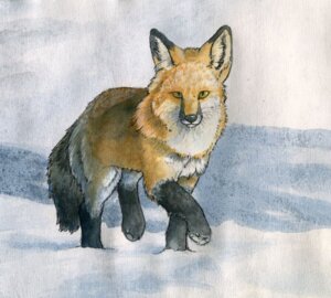 Rating: Safe Score: 0 Tags: 2011 ambiguous_gender canid canine detailed_background e621 feral fox mammal outside realistic red_fox ruaidri sky snow solo tail true_fox User: bunchy7s