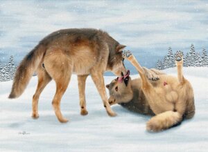 Rating: Explicit Score: 0 Tags: anatomically_correct anatomically_correct_anus anatomically_correct_genitalia anatomically_correct_vulva animal_genitalia animal_penis animal_vulva anus balls canid canine canine_genitalia canine_penis canine_vulva canis cloud duo e621 ebon_lupus female feral feral_on_feral genitals lying male male/female mammal northwestern_wolf nude on_back outside penis penis_tip photorealism realistic sheath sky snow tail vulva wolf User: bunchy7s Rating: Explicit Score: 0 Tags: anatomically_correct anatomically_correct_anus anatomically_correct_genitalia anatomically_correct_vulva animal_genitalia animal_penis animal_vulva anus balls canid canine canine_genitalia canine_penis canine_vulva canis cloud duo e621 ebon_lupus female feral feral_on_feral genitals lying male male/female mammal northwestern_wolf nude on_back outside penis penis_tip photorealism realistic sheath sky snow tail vulva wolf User: bunchy7s