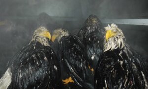 Rating: Questionable Score: 0 Tags: 2008 accipitrid accipitriform ambiguous_gender avian bald_eagle beak bird blinking e621 eagle feathers feral grandfathered_content group lol_comments looking_at_viewer oil photography_(artwork) real sea_eagle unknown_artist wet User: bunchy7s Rating: Questionable Score: 0 Tags: 2008 accipitrid accipitriform ambiguous_gender avian bald_eagle beak bird blinking e621 eagle feathers feral grandfathered_content group lol_comments looking_at_viewer oil photography_(artwork) real sea_eagle unknown_artist wet User: bunchy7s