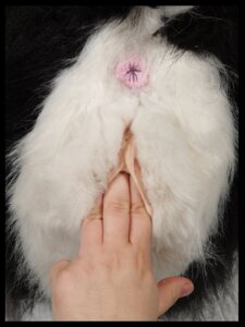 Rating: Explicit Score: 0 Tags: 3:4 5_fingers anus bestiality black_body black_fur butt creepy disembodied_hand duo e621 female feral fingering fingering_partner fingers fur genitals grandfathered_content human human_on_feral humanoid_genitalia humanoid_hands humanoid_vulva interspecies light_anus light_body light_pussy light_skin mammal mephitid multicolored_body multicolored_fur pink_anus plushie plushophilia real sex sex_toy skunk tan_body tan_skin two_tone_body two_tone_fur unavailable_at_source vaginal vaginal_fingering vulva what what_has_science_done white_body white_fur white_vulva willowfox User: bunchy7s