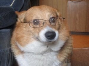 Rating: Safe Score: 0 Tags: 4:3 ambiguous_gender black_nose brown_body brown_eyes brown_fur canid canine canis domestic_dog e621 eyewear feral fur glasses grandfathered_content herding_dog humor lol_comments looking_at_viewer low_res mammal multicolored_body multicolored_fur neck_tuft pastoral_dog photo photography_(artwork) reaction_image real serious_face solo tuft two_tone_body two_tone_fur unknown_artist welsh_corgi white_body white_fur User: bunchy7s