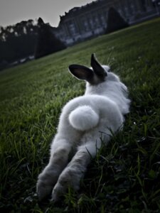 Rating: Safe Score: 0 Tags: ambiguous_gender butt depth_of_field dutch_angle e621 feral fur grandfathered_content grass lagomorph leporid looking_away lying mammal paws photography_(artwork) plant rabbit real solo sploot unknown_artist white_body white_fur User: bunchy7s Rating: Safe Score: 0 Tags: ambiguous_gender butt depth_of_field dutch_angle e621 feral fur grandfathered_content grass lagomorph leporid looking_away lying mammal paws photography_(artwork) plant rabbit real solo sploot unknown_artist white_body white_fur User: bunchy7s