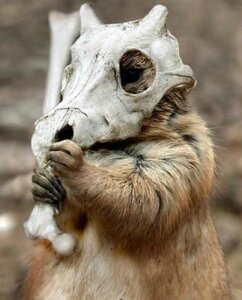 Rating: Safe Score: 0 Tags: ambiguous_gender bone bone_mask cubone e621 feral generation_1_pokemon grandfathered_content low_res mammal mask nintendo pokemon pokemon_(species) real shopped silverfall skull skull_mask solo third-party_edit User: bunchy7s