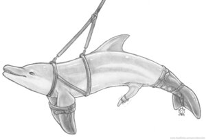 Rating: Explicit Score: 0 Tags: 1boy 2009 animal_penis artist_logo bondage cetacean dolphin erection feral harness male male_only marine monochrome non-anthro penis rule34 sketch smooth_penis solo suspension tapering_penis ultraviolet_(artist) what User: bunchy7s Rating: Explicit Score: 0 Tags: 1boy 2009 animal_penis artist_logo bondage cetacean dolphin erection feral harness male male_only marine monochrome non-anthro penis rule34 sketch smooth_penis solo suspension tapering_penis ultraviolet_(artist) what User: bunchy7s