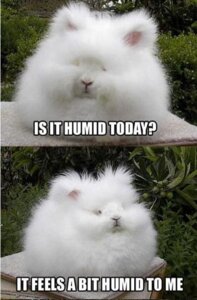 Rating: Safe Score: 0 Tags: ambiguous_gender angora_rabbit daww domestic_rabbit e621 english_text feral fluffy fur grandfathered_content humor image_macro impact_(font) lagomorph leporid mammal meme oryctolagus outside photo pink_nose plant poof quadruped rabbit real solo text unknown_artist white_body white_fur User: bunchy7s