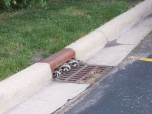 Rating: Safe Score: 0 Tags: 4:3 ambiguous_gender being_watched e621 family feral grandfathered_content grass group hiding looking_at_another looking_at_viewer low_res mammal outside plant procyonid raccoon real road sewer tree unknown_artist wood User: bunchy7s Rating: Safe Score: 0 Tags: 4:3 ambiguous_gender being_watched e621 family feral grandfathered_content grass group hiding looking_at_another looking_at_viewer low_res mammal outside plant procyonid raccoon real road sewer tree unknown_artist wood User: bunchy7s