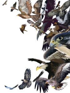 Rating: Safe Score: 0 Tags: 3:4 absolutely_everyone accipitrid accipitriform ambiguous_gender american_kestrel avian bald_eagle beak bird black_body black_feathers brown_body brown_feathers claws digital_media_(artwork) digital_painting_(artwork) e621 eagle falcon falconid feathered_wings feathers feet feral flying golden_eagle grey_body grey_feathers group hen_harrier kestrel large_group looking_at_viewer nio_nio osprey painting_(artwork) peregrine_falcon sea_eagle simple_background spread_wings steller's_sea_eagle talons tan_body tan_feathers toes true_eagle white_background white_body white_feathers wings yellow_beak yellow_talons User: bunchy7s Rating: Safe Score: 0 Tags: 3:4 absolutely_everyone accipitrid accipitriform ambiguous_gender american_kestrel avian bald_eagle beak bird black_body black_feathers brown_body brown_feathers claws digital_media_(artwork) digital_painting_(artwork) e621 eagle falcon falconid feathered_wings feathers feet feral flying golden_eagle grey_body grey_feathers group hen_harrier kestrel large_group looking_at_viewer nio_nio osprey painting_(artwork) peregrine_falcon sea_eagle simple_background spread_wings steller's_sea_eagle talons tan_body tan_feathers toes true_eagle white_background white_body white_feathers wings yellow_beak yellow_talons User: bunchy7s