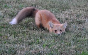 Rating: Safe Score: 0 Tags: ambiguous_gender black_eyes black_nose canid canine e621 feral fluffy fluffy_tail fox fur grandfathered_content grass looking_at_viewer lying mammal on_front outside photography_(artwork) plant real red_fox solo tail true_fox unknown_artist User: bunchy7s