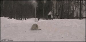 Rating: Safe Score: 0 Tags: 2012 ambiguous_gender animated animated_gif black_and_white canid canine e621 forest grandfathered_content happy humor loop low_res mammal meme monochrome outside plant playful real short_playtime sliding snow tail tail_motion tailwag tree unknown_artist winter User: bunchy7s