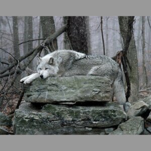 Rating: Safe Score: 0 Tags: 1:1 ambiguous_gender boulder canid canine canis detailed_background digitigrade e621 feral forest fur grandfathered_content grey_body grey_fur mammal nature northwestern_wolf outside plant quadruped real resting rock solo tail tree unknown_artist wolf wood User: bunchy7s Rating: Safe Score: 0 Tags: 1:1 ambiguous_gender boulder canid canine canis detailed_background digitigrade e621 feral forest fur grandfathered_content grey_body grey_fur mammal nature northwestern_wolf outside plant quadruped real resting rock solo tail tree unknown_artist wolf wood User: bunchy7s
