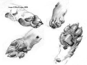 Rating: Safe Score: 0 Tags: 2004 4:3 ambiguous_gender ambiguous_species blackteagan e621 feet feral graphite_(artwork) greyscale group hindpaw model_sheet monochrome paws simple_background sketch traditional_media_(artwork) turnaround white_background User: bunchy7s
