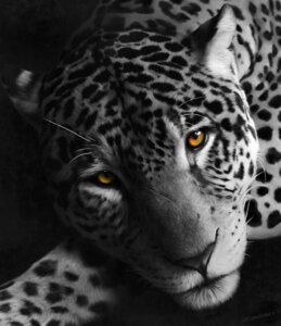 Rating: Safe Score: 0 Tags: 2011 amber_eyes ambiguous_gender e621 felid feral hi_res leopard looking_at_viewer mammal painting_(artwork) pantherine solo spots traditional_media_(artwork) zensou User: bunchy7s