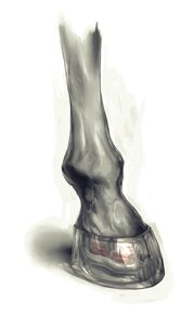 Rating: Safe Score: 0 Tags: ambiguous_gender barefoot close-up disembodied_leg e621 equid equine feet feral foot_focus foot_shot glistening hoof_fetish hooves horse kibinago_(pixiv) mammal realistic silver_(metal) simple_background solo standing unguligrade white_background User: bunchy7s Rating: Safe Score: 0 Tags: ambiguous_gender barefoot close-up disembodied_leg e621 equid equine feet feral foot_focus foot_shot glistening hoof_fetish hooves horse kibinago_(pixiv) mammal realistic silver_(metal) simple_background solo standing unguligrade white_background User: bunchy7s