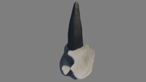Rating: Explicit Score: 0 Tags: 16:9 2014 3d_(artwork) aliasred alpha_channel animal_genitalia balls black_penis bodily_fluids digital_media_(artwork) disembodied_penis e621 erection fur fuzzy genital_fluids genital_shot genitals hi_res male penis penis_shot precum sheath simple_background solo tapering_penis transparent_background widescreen User: bunchy7s