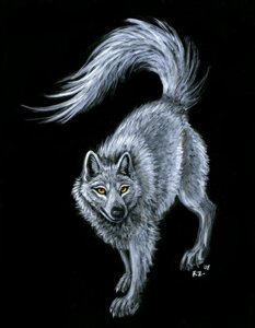 Rating: Safe Score: 0 Tags: 2008 ambiguous_gender black_background canid canine canis e621 feral foxfeather mammal quadruped simple_background solo tail wolf yellow_eyes User: bunchy7s