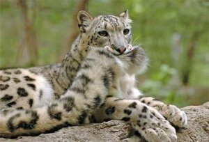 Rating: Safe Score: 0 Tags: ambiguous_gender bite e621 felid feral fluffy fluffy_tail fur grandfathered_content grey_body grey_fur leopard_spots mammal markings nom pantherine photo photography_(artwork) real snow_leopard solo spots spotted_body spotted_fur tail tail_bite tail_in_mouth tail_nom unknown_artist User: bunchy7s Rating: Safe Score: 0 Tags: ambiguous_gender bite e621 felid feral fluffy fluffy_tail fur grandfathered_content grey_body grey_fur leopard_spots mammal markings nom pantherine photo photography_(artwork) real snow_leopard solo spots spotted_body spotted_fur tail tail_bite tail_in_mouth tail_nom unknown_artist User: bunchy7s
