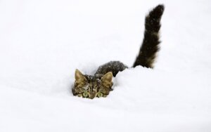 Rating: Safe Score: 0 Tags: 16:10 ambiguous_gender brown_body brown_fur close-up crouching domestic_cat e621 eyes_close-up felid feline felis feral front_view fur grandfathered_content hi_res hiding light_theme looking_at_viewer mammal ninja outside quadruped real snow solo tail unknown_artist wallpaper warrior widescreen winter User: bunchy7s