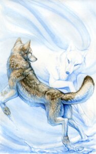 Rating: Safe Score: 0 Tags: 2009 ambiguous_gender brown_body brown_fur canid canine canis dancing duo e621 feral fur hibbary mammal outside snow tail white_body white_fur winter wolf User: bunchy7s Rating: Safe Score: 0 Tags: 2009 ambiguous_gender brown_body brown_fur canid canine canis dancing duo e621 feral fur hibbary mammal outside snow tail white_body white_fur winter wolf User: bunchy7s