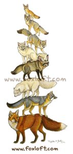 Rating: Safe Score: 0 Tags: 2012 ambiguous_gender arctic_fox bat-eared_fox canid canine cape_fox corsac_fox dipstick_tail e621 fennec_fox feral fox foxfeather fur grey_body grey_fox grey_fur group kit_fox mammal markings multicolored_body multicolored_fur multicolored_tail nude on_top orange_body orange_fur quadruped red_fox simple_background size_difference standing_on_another swift_fox tail tail_markings text true_fox url urocyon watermark white_background white_body white_fur User: bunchy7s