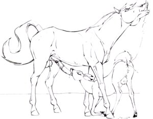 Rating: Explicit Score: 0 Tags: anatomically_correct animal_genitalia animal_penis animal_vulva anus balls black_and_white bodily_fluids cervine_genitalia cervine_teats cervine_udders cervine_vulva deer duo e621 equid equine equine_genitalia equine_penis erection eyes_closed fellatio female female_penetrated feral feral_on_feral flehmen_response genitals hi_res hooves horse interspecies klaus_doberman larger_male male male/female male_penetrating male_penetrating_female mammal monochrome new_world_deer oral oral_penetration penetration penile penis raised_tail saliva sex simple_background size_difference small_teats small_udders smaller_female smaller_penetrated tail tail_anus teats udders vulva white-tailed_deer User: bunchy7s