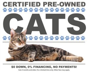Rating: Safe Score: 0 Tags: advertisement ambiguous_gender belly classic_tabby domestic_cat draw_me_like_one_of_your_french_girls e621 english_text felid feline felis feral fur grandfathered_content green_eyes humor lol_comments lying mammal meme odalisque paws pink_ears pink_nose real shopped solo stripes text third-party_edit unknown_artist whiskers User: bunchy7s Rating: Safe Score: 0 Tags: advertisement ambiguous_gender belly classic_tabby domestic_cat draw_me_like_one_of_your_french_girls e621 english_text felid feline felis feral fur grandfathered_content green_eyes humor lol_comments lying mammal meme odalisque paws pink_ears pink_nose real shopped solo stripes text third-party_edit unknown_artist whiskers User: bunchy7s