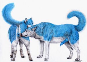 Rating: Explicit Score: 0 Tags: anatomically_correct anatomically_correct_anus anatomically_correct_genitalia anatomically_correct_vulva animal_genitalia animal_penis animal_vulva anus blue_body blue_fur blue_penis blue_vulva canid canine canine_genitalia canine_penis canine_vulva canis duo e621 erection female feral feral_on_feral fur genitals knot licking male mammal mixxiwuff penis raised_tail simple_background tail tongue tongue_out vulva white_background wolf User: bunchy7s