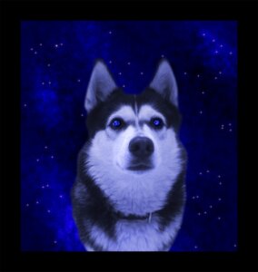 Rating: Safe Score: 0 Tags: ambiguous_gender black_body black_border black_fur black_nose blue_eyes border canid canine canis collar e621 feral fur grandfathered_content inner_ear_fluff light mammal multicolored_body multicolored_fur night sky solo space star starry_sky tuft vampirella87 white_inner_ear_fluff wolf User: bunchy7s