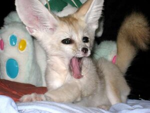 Rating: Safe Score: 0 Tags: 4:3 ambiguous_gender big_ears black_nose canid canine digitigrade e621 feet fennec_fox feral fox grandfathered_content henry's_pocket hindpaw inner_ear_fluff long_mouth looking_at_viewer lying mammal no_sclera on_front open_mouth paws photography_(artwork) raised_tail real snout solo tail tongue tongue_out true_fox tuft unknown_artist whiskers yawn User: bunchy7s