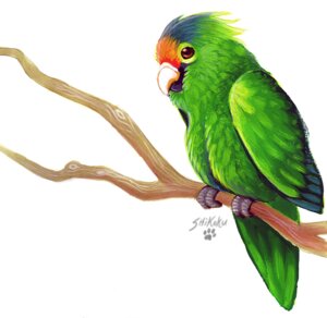 Rating: Safe Score: 0 Tags: 2010 ambiguous_gender avian beak bird e621 feathers feral green_body green_feathers orange-fronted_parakeet parakeet parrot shikoku_(artist) solo true_parrot User: bunchy7s