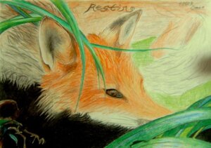 Rating: Safe Score: 0 Tags: 2003 ambiguous_gender brown_sclera canid canine detailed_background e621 feral fox grass mammal oraco outside plant red_fox solo true_fox User: bunchy7s