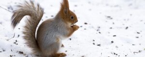 Rating: Safe Score: 0 Tags: ambiguous_gender e621 feral food fruit fur grandfathered_content mammal nut_(fruit) outside plant real rodent sciurid side_view snow solo thet-rexguy_(artist) tree_squirrel User: bunchy7s
