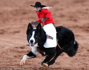Rating: Safe Score: 0 Tags: ambiguous_gender canid canine canis cowboy domestic_dog duo e621 feral grandfathered_content haplorhine mammal monkey outside primate real riding running straddling unknown_artist User: bunchy7s Rating: Safe Score: 0 Tags: ambiguous_gender canid canine canis cowboy domestic_dog duo e621 feral grandfathered_content haplorhine mammal monkey outside primate real riding running straddling unknown_artist User: bunchy7s
