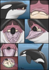 Rating: Questionable Score: 0 Tags: aquatic cetacean comic dolorcin dolphin duo e621 feet_first feral feral_pred hi_res human in_throat male mammal motion_lines nude oceanic_dolphin oral_vore orca size_difference soft_vore swallowing tongue toothed_whale underwater vore water willing_prey User: bunchy7s Rating: Questionable Score: 0 Tags: aquatic cetacean comic dolorcin dolphin duo e621 feet_first feral feral_pred hi_res human in_throat male mammal motion_lines nude oceanic_dolphin oral_vore orca size_difference soft_vore swallowing tongue toothed_whale underwater vore water willing_prey User: bunchy7s