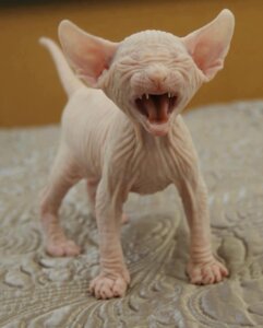 Rating: Safe Score: 0 Tags: ambiguous_gender big_ears cute_fangs domestic_cat e621 eyes_closed fangs feet felid feline felis feral frown grandfathered_content hairless hairless_cat mammal nude open_mouth paws photography_(artwork) pink_body pink_skin real scowl solo sphynx_(cat) standing teeth tongue unknown_artist wrinkles yawn young young_feral User: bunchy7s