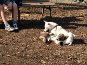 Rating: Safe Score: 0 Tags: 2010 4:3 ambiguous_gender bite canid canine canis dirt domestic_dog duo_focus e621 feral grandfathered_content group hi_res human mammal o_o outside photography_(artwork) playful real surprised teeth underwolf User: bunchy7s