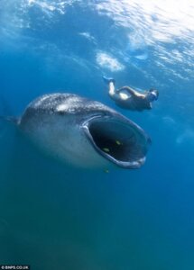 Rating: Safe Score: 0 Tags: aquatic bikini carpet_shark clothing duo e621 female feral fish grandfathered_content human mammal open_mouth real sea shark swimming swimwear two-piece_swimsuit underwater unknown_artist water whale_shark User: bunchy7s