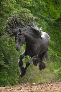 Rating: Safe Score: 0 Tags: ambiguous_gender black_hair e621 equid equine feral grandfathered_content hair hooves horse mammal mane quadruped real running solo unknown_artist User: bunchy7s Rating: Safe Score: 0 Tags: ambiguous_gender black_hair e621 equid equine feral grandfathered_content hair hooves horse mammal mane quadruped real running solo unknown_artist User: bunchy7s