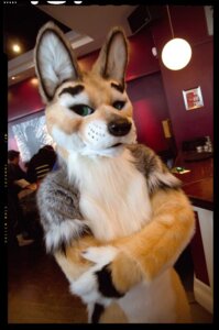 Rating: Safe Score: 0 Tags: anthro big_ears cafe canid canine canis clothing costume dingo domestic_dog e621 fursuit gallenw grandfathered_content green_eyes group hybrid jackal looking_at_viewer male mammal real scribblefox smug User: bunchy7s