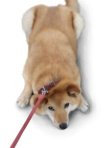 Rating: Safe Score: 0 Tags: 3:4 ambiguous_gender canid canine canis collar domestic_dog domestic_pet e621 feral hi_res leash mammal photorealism pixiv_id_2926730 reaction_image realistic shiba_inu simple_background solo spitz unimpressed white_background User: bunchy7s